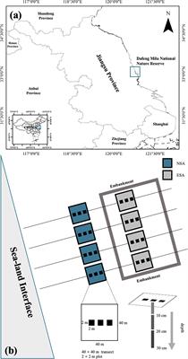 Seasonal soil-plant nitrogen dynamics of a cordgrass salt marsh in response to coastal embankments in Eastern China